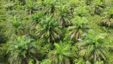 Low-flying drone view of oil palm plantation on waterlogged land Stock Footage 329401499