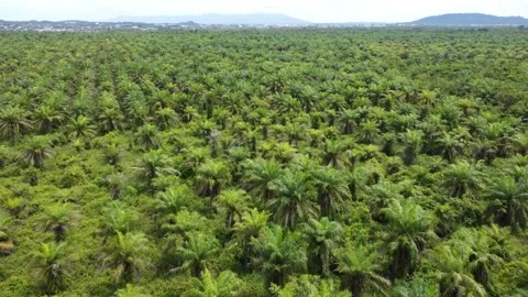 Low-flying drone view of oil palm plantation on waterlogged land Stock Footage 329401534