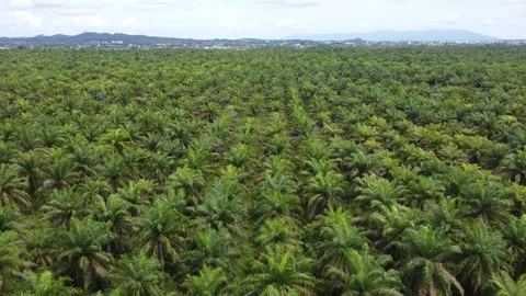 Low-flying drone view of oil palm plantation on waterlogged land Stock Footage 329401540
