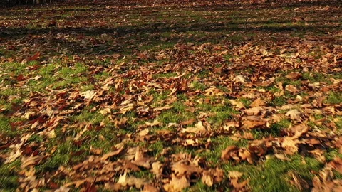 LOW FLYING LEAVES Stock Footage 187117749