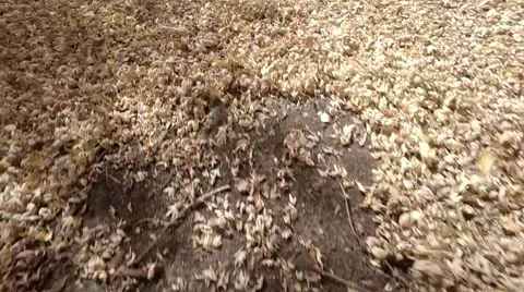 Low Flying Leaves.mp4 Video stock 48332739