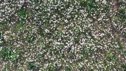 Low Flying Over Dandelion Field Stock Footage 140408498