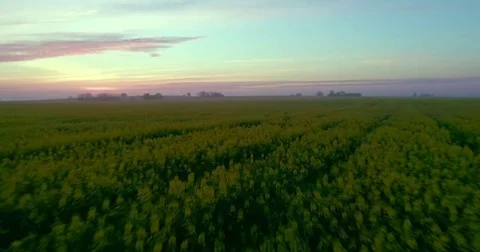 A low flying over a field at dawn Stock Footage 76767524