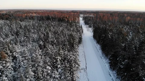 Low flying over the forest Stock Footage 100729497