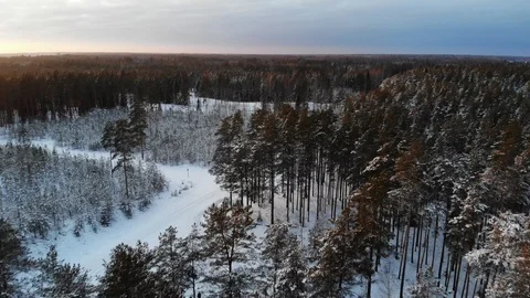 Low flying over the forest Stock Footage 100729541