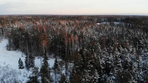 Low flying over the forest Stock Footage 100729564