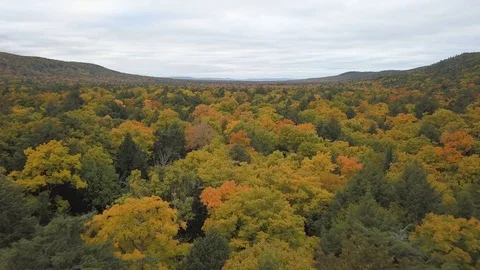 Low flying over forest in valley Stock Footage 100128516
