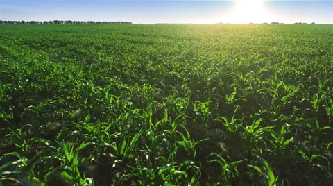 Low Flying Over Green Corn Field Stock Footage 51445689