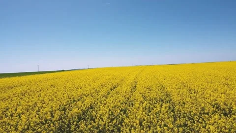 Low-flying over a rapeseed field Stock Footage 313224449