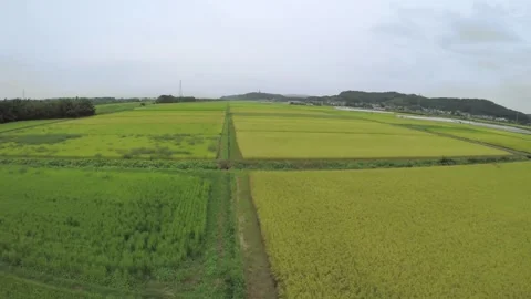 Low-Flying Over Rice Fields Stock Footage 332520768