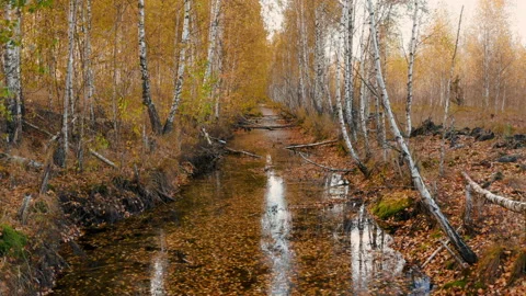 Low flying over the river through birch autumn forest, aerial view of Belarus Stock Footage 228432023