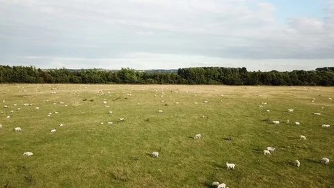 Low flying over sheep Stock Footage 94671191