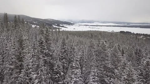 Low flying over snow covered pine forest Stock Footage 166102989