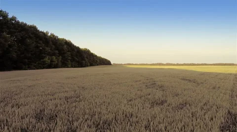 Low Flying Over Wheat Field Video stock 51445657