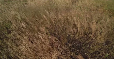 Low flying over the yellow grass Stock Footage 66879543