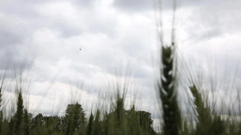 Low flying plane arcs across cloudy sky behind tall wheat stalks blending countr Stock Footage 311662251