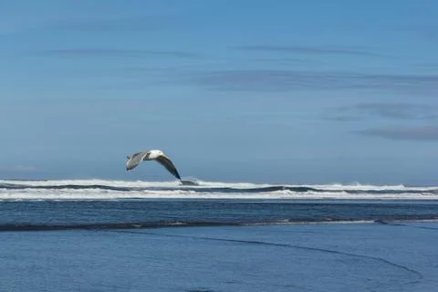 Low Flying Seagull Stock Photos