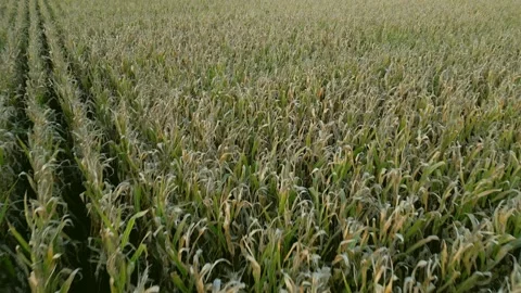 Low flying shot over corn fields ready for harvest at sunset Видео 220038433