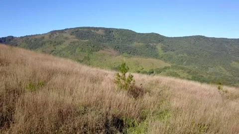 Low flying shot of pine tree on a field with mountain background Stock Footage 134575218