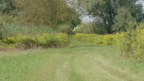 Low flying swallows in 4K. Stock Footage 129239502