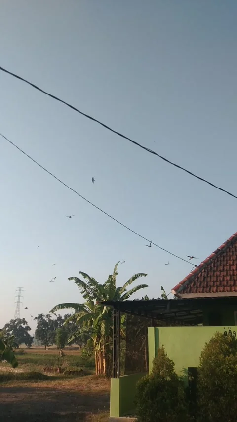 Low flying wallet bird Stock Footage 212482807