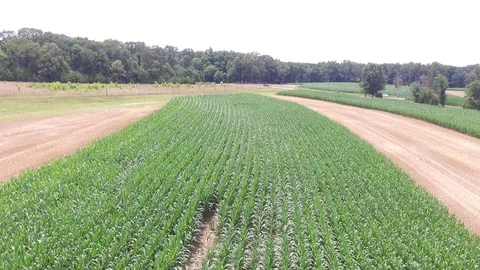 Low Flyover Corn - Crops - Farm Aerial 動画素材 90307009