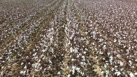 Low flyover of cotton Stock Footage 250884781