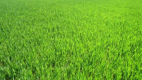 Low Flyover Field of Green Grass Stock Footage 114889742