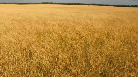 Low flyover of Golden Wheat Stock-Footage 57217382