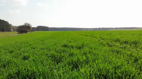Low flyover green grass wheat field at daytime dolly in Stock Footage 138760049