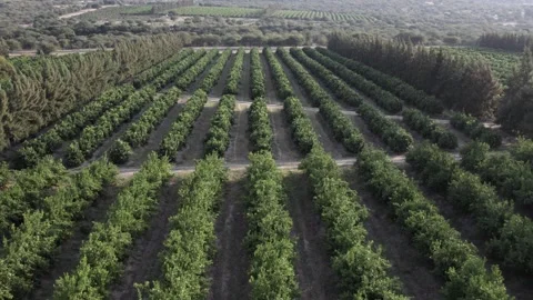 Low flyover of mixed fruit orchard: Food agriculture in South Africa Stock Footage 297248310