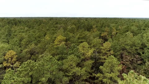 Low flyover of pine tree forest Stock Footage 141164914