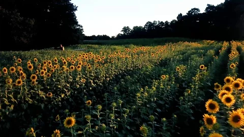 Low flyover of sunflower field Video stock 92480120
