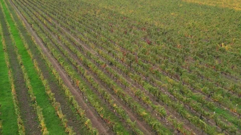 Low Flyover Through Autumn Vineyard Rows, Chinon Stock Footage 320172479