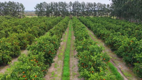Low Flythrough Between Rows of Ripe Citrus Trees, Argentina Stock Footage 346319356