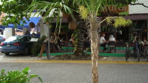 Low focus of tree and leaves hanging in front of busy sunny summer street Stock Footage 167244662