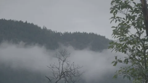 Low fog clouds in front of pine forest Stock Footage 127121500