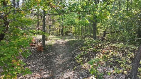 Low Forest Crawl Toward Rock – Simcoe Rail Trail Video stock 319716736