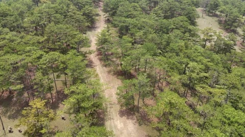 Low Forward Drone Revealing Cattle Grazing Under Dense Pine Canopy 스톡 동영상 337013140