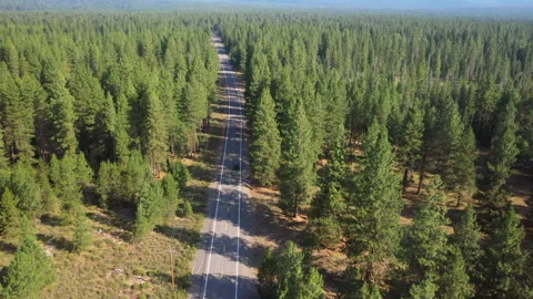 Low forward flight tracking a car on a road over lush green forest in Oregon Stock Footage 143799230
