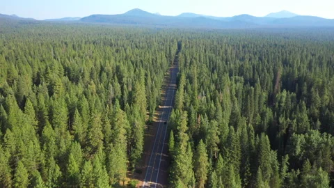Low forward flight tracking a car on a road through a lush green forest in Or Stock Footage 143802851