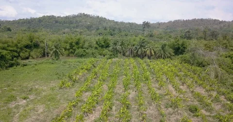 Low forward motion aerial view of a Banana fruit plantation in a rainforest Stock Footage 106659508