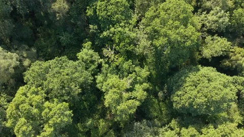 Low forward treetop level flight looking down on beautiful deciduous forest in Stockbeeldmateriaal 345225439