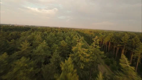 Low FPV Drone Flight Above Trees During Gorgeous Sunset Glow Stock Footage 300893179