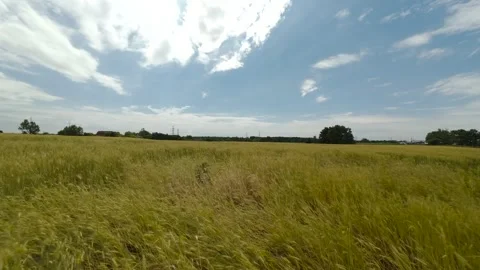 Low FPV drone shot flying fast over a golden winter wheat crop field Stock Footage 341814558