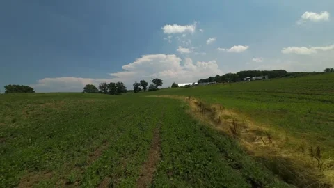 Low FPV drone shot weaving fast over rolling green soybean crops Stock Footage 341824993