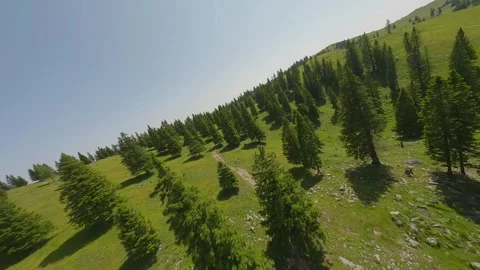 Low FPV Pass Through Trees – Velika Planina, Slovenia (4K) Stock Footage 311570472