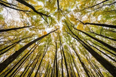 Low Gap. Tree tops. Fall leaves. Poplar Stock Photos