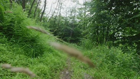 Low gimbal shot through forested dirt path in Pennsylvania forest in summer Stock Footage 204907443