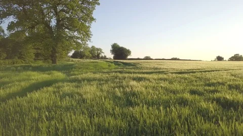 Low gliding aerial shot of a tall grass field in central England Stock Footage